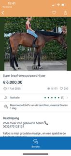 Koop hier geen paard paarden te koop Chaam België, Dieren en Toebehoren, Ophalen of Verzenden