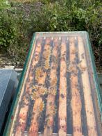 6 raams carniva volk, Dieren en Toebehoren, Insecten en Spinnen