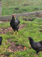 Meerdere jonge Barnevelder hanen broed 2025, Dieren en Toebehoren, Mannelijk, Kip