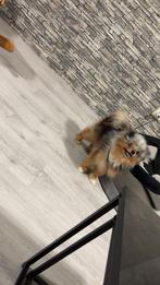 Mooie merle tan pomeriaan, Dieren en Toebehoren, Honden | Poolhonden, Keeshonden en Oertypen, Reu, 1 tot 2 jaar, Eén hond, Nederland