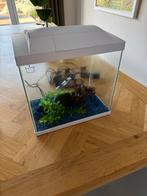Superfish aquarium met toebehoren, Dieren en Toebehoren, Ophalen, Zo goed als nieuw, Leeg aquarium