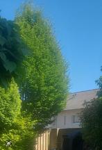 Boom ws Carpinus betelus zelf uitgraven, Tuin en Terras, Planten | Bomen, Ophalen, Bloeit niet, Volle zon, Overige soorten