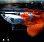 Dumbo grootoor zilveren guppy's te koop voor 2,50 per stuk, Dieren en Toebehoren, Vis