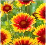 8 voor € 10,00. Kokardenbloem, Overige soorten, Volle zon, Vaste plant, Ophalen of Verzenden