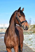 Knappe 6 Jarige Fokmerrie Te Koop, Merrie, 160 tot 165 cm, Dressuurpaard, 3 tot 6 jaar