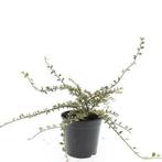 Cotoneaster atropurpureus 'Variegatus' Bonte Dwergmispel, Bodembedekkers, Vaste plant, Ophalen of Verzenden, Halfschaduw