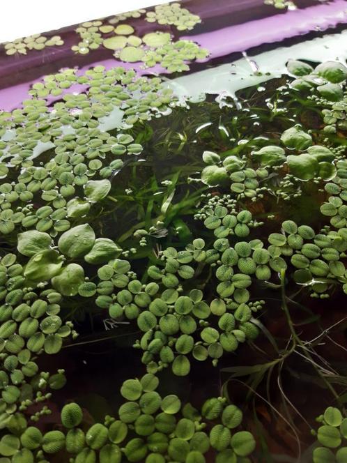 Salvinia Minima (Drijfplanten), Dieren en Toebehoren, Vissen | Aquaria en Toebehoren, Nieuw, Plant(en), Steen of Hout, Ophalen