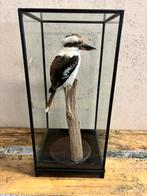 Mooie opgezette Kookaburra in vitrine, Verzamelen, Dierenverzamelingen, Nieuw, Opgezet dier, Vogel, Ophalen