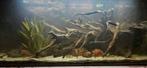 Aquarium 120x40x50, Dieren en Toebehoren, Ophalen, Leeg aquarium