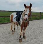 Super lieve bonte merrie pony, Dieren en Toebehoren, Gechipt, B, Merrie, 3 tot 6 jaar