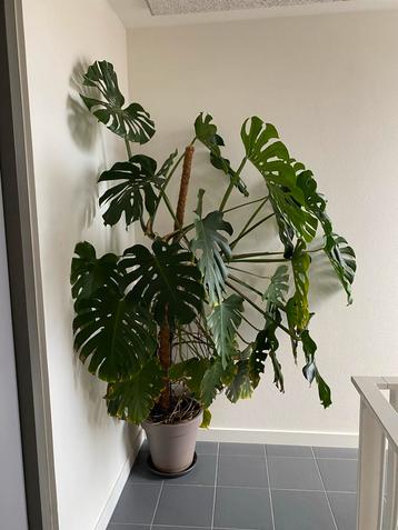 Grote Monstera Deliciosa met mosstok zoekt nieuw thuis! beschikbaar voor biedingen