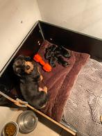 Te huur: werpkist, twee puppyrennen en warmtelamp, Ophalen, Gebruikt