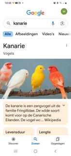 GEZOCHT KANARIE POPPEN