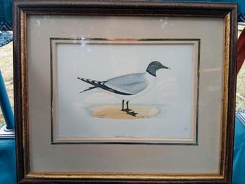 Antieke Gekleurde litho "Sabine's Gull"" Vorkstaart meeuw" beschikbaar voor biedingen