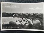 Dwingeloo kudde schapen op de Drentse Heide, Verzamelen, Ansichtkaarten | Nederland, Ophalen of Verzenden