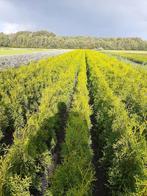 Thuja occidentalis Brabant smalblijvend vanf €1,00 haagplant, Ophalen of Verzenden, Conifeer, 100 tot 250 cm