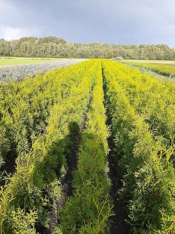 Thuja occidentalis Brabant smalblijvend vanf €1,00 haagplant beschikbaar voor biedingen