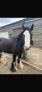 Tinker Merrie Lily, Merrie