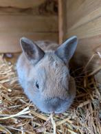 Dwergkonijn, Dieren en Toebehoren, Mannelijk, Dwerg