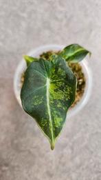 Alocasia Black Velvet Gold Variegata, Ophalen of Verzenden, Overige soorten, Minder dan 100 cm