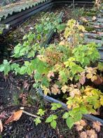 Doornloze Bramenstruik - Heerlijke Vruchten!, Tuin en Terras, Ophalen, Volle zon, Vaste plant, Zomer
