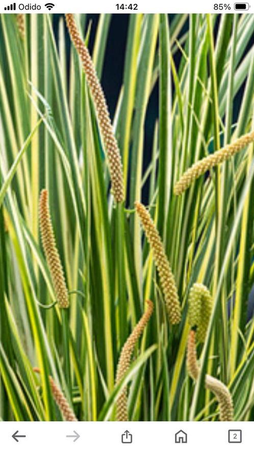 Acorus gramineus oftewel kalmoes, Tuin en Terras, Planten | Tuinplanten, Vaste plant, Vijverplanten, Halfschaduw, Zomer, Ophalen of Verzenden