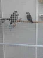 Pionus Fuscus., Vrouwelijk, Papegaai, Geringd