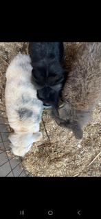 Konijnen familie (3 konijnen), Dieren en Toebehoren, Katten en Kittens | Raskatten | Langhaar, Meerdere dieren, Ingeënt, 3 tot 5 jaar