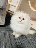 Kitten, long haar, Dieren en Toebehoren, Katten en Kittens | Overige Katten, Meerdere dieren, Langharig, 0 tot 2 jaar