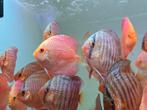 Discusvissen, Dieren en Toebehoren, Vissen | Aquariumvissen, Vis, Zoetwatervis, Schoolvis