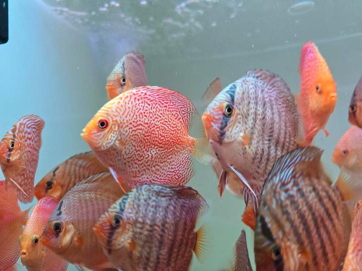 Discusvissen, Dieren en Toebehoren, Vissen | Aquariumvissen, Zoetwatervis, Vis, Schoolvis