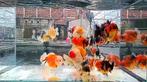 High Quality Baby Oranda Short Tail mix kleuren., Dieren en Toebehoren, Vissen | Vijvervissen, Goudvis(sen)