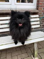 Pomeriaan/ Pomeranian, Dieren en Toebehoren, Keeshond, 1 tot 2 jaar, Meerdere, Meerdere dieren
