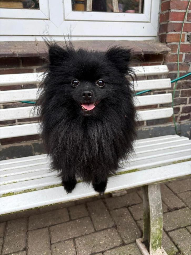 Pomeriaan/ Pomeranian, Dieren en Toebehoren, Honden | Poolhonden, Keeshonden en Oertypen, Meerdere dieren, Keeshond, Particulier