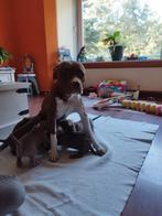 Rednose pitbull pups, Dieren en Toebehoren, Overige rassen, 8 tot 15 weken, Meerdere, Meerdere dieren