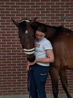 Verzorgpony gezocht in Woudenberg/omgeving, Ophalen of Verzenden