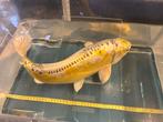 Koi karpers, Dieren en Toebehoren, Vissen | Vijvervissen, Karper of Koi