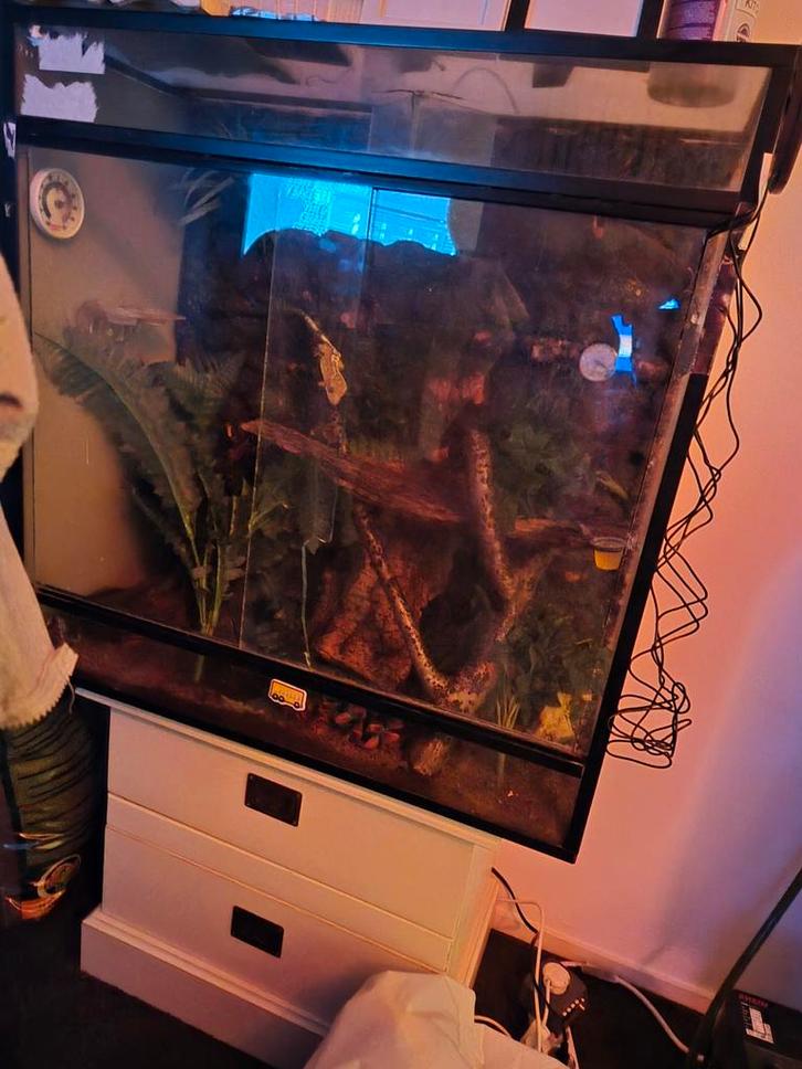 Wimper gekko vrouw met terrarium