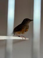 Schamalijster, Dieren en Toebehoren, Vogels | Overige Vogels, Vrouwelijk, Wildzangvogel, Geringd