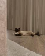 Ragdoll kat zoekt nieuw huisje ZONDER kinderen BUITENKAT, Dieren en Toebehoren, Kater, Gechipt, 6 jaar of ouder