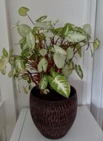 Bloeiende plant in mooie zware pot, Huis en Inrichting, Kamerplanten, Ophalen, Overige soorten, Halfschaduw, In pot