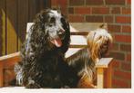 kaart met Yorkshire terriër en Engelse Cocker spaniël, Ophalen of Verzenden, 1980 tot heden, Ongelopen, Hond of Kat