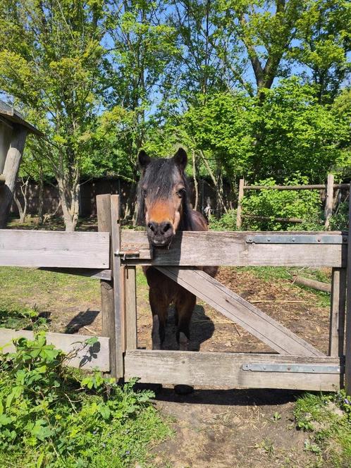Paardrij instructie, Diensten en Vakmensen, Dieren | Paarden | Verzorging, Oppas en Les, Paardrijles of Ponykampen