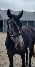 Lieve gezonde 3,5jarige ruin v Ghost Z, Dieren en Toebehoren, Paarden, Springpaard, Ruin, 3 tot 6 jaar, Onbeleerd