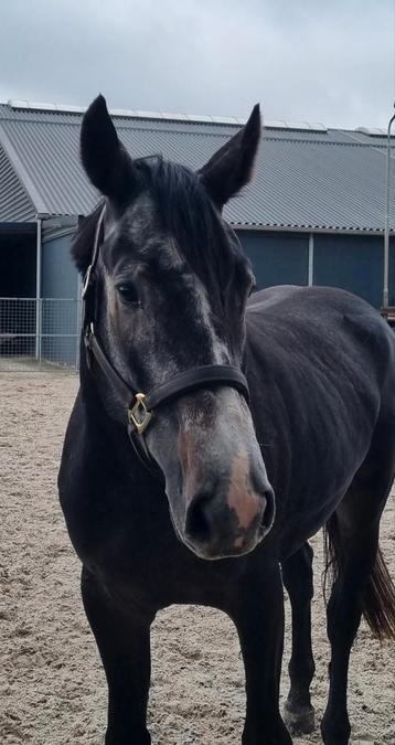 Lieve gezonde 3,5jarige ruin v Ghost Z beschikbaar voor biedingen