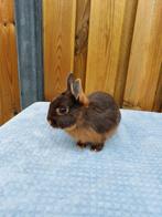 Te koop mooi jong bruin tan rammetje!, Dieren en Toebehoren, Konijnen, Mannelijk, Dwerg