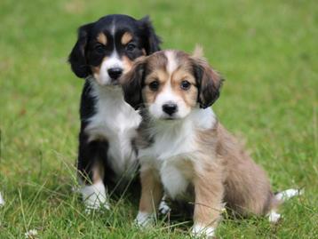 Knappe Kruising Sheltie pups! beschikbaar voor biedingen