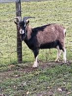 Geitenbok, Dieren en Toebehoren, Mannelijk, Geit, 0 tot 2 jaar