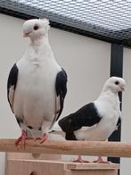Koppel sierduiven, Dieren en Toebehoren, Vogels | Duiven, Meerdere dieren, Overige soorten