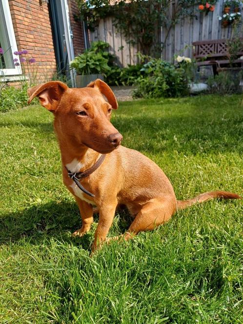 Deelbaasje gezocht voor onze Jack Russel., Dieren en Toebehoren, Overige Dieren, Vrouwelijk, Voor 1 juli 2024